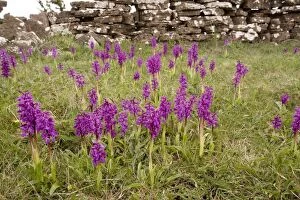 Images Dated 19th May 2006: Mass of early purple orchids - in old limestone grassland on the Alvar