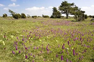 Images Dated 20th May 2006: Mass of early purple orchids (Orchis mascula)