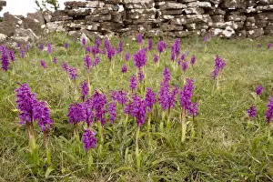 Mass of early purple orchids (Orchis mascula) in old limestone grassland on the Alvar, Oland Island, Sweden