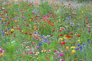 Orange Prints: Mass of flowers in field. L'yonne, France