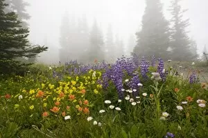 Mass of flowers including broadleaf arnica, paintbrush, broadleaf lupine, edible thistle etc at high altitude