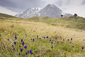 Middle East Prints: Mass of Grape Hyacinths - on mount Calbali, in the Bey Dagi mountains, south Turkey
