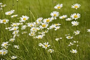 Images Dated 14th May 2008: Mass of Ox-eye Daisies - in a hay meadow