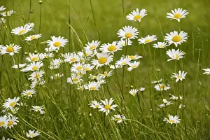 Flowery Prints: Mass of Ox-eye Daisies (Leucanthemum vulgare = Chrysanthemum vulgare) in a hay meadow in the Dordogne