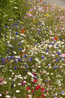 Mass of planted annuals, including cornflowers, poppies etc on roadside verge