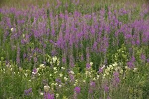 Mass of rose-bay willow-herb - in flower, in old pasture. Also known as fireweed