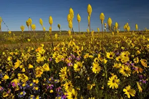 Landscapes Prints: Mass of spring flowers, especially Bulbinella latifolia on Renosterveld (a shrubby vegetation type rich in bulbs)