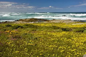 Mass of spring flowers at Postberg, West Coast National Park, Western Cape, South Africa