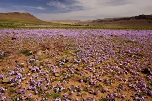 Spectacle Prints: Mass of Stocks - in fields near Tallouine in south-west Morocco