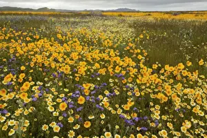Floweriest Prints: Mass of a tickseed - Tidy-tips