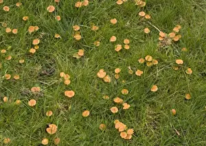 Waxcap Prints: Mass of waxcaps in old unfertilised grassland; autumn
