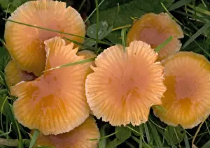 Mass of waxcaps in old unfertilised grassland; autumn