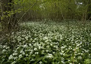 Ramsons Prints: Mass of wild garlic (or ramsons) flowering in ancient coppice woodland