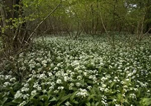 Mass of wild garlic / ramsons - flowering in ancient coppice woodland