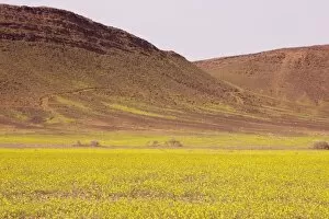 Images Dated 28th February 2009: Mass of yellow Brassicas (crucifer) in the Moroccan Sahara Desert