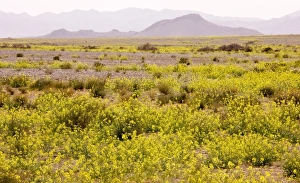 Mass of yellow Brassicas (crucifer) in the Moroccan Sahara Desert Mass of yellow Brassicas (crucifer) in the Moroccan Sahara Desert
