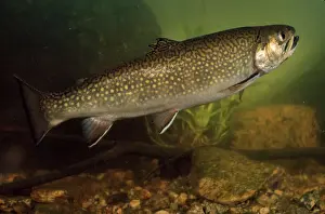 Massachusetts Prints: Massachusetts Trout - eastern brook - swimming - central Massachusetts - USA