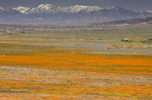 Floweriest Prints: Masses of Californian Poppies in the Antelope Valley