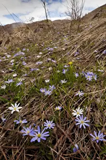 Caucasus Prints: Masses of Caucasian Anemone - in the Great Caucasus, Georgia