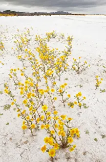 Floweriest Prints: Masses of Coulter's goldfields - Soda Lake / Alkali Lake in Carrizo Plain National Monument