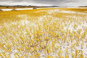 Masses of Coulter's goldfields - Soda Lake or Alkali Lake in Carrizo Plain National Monument, California
