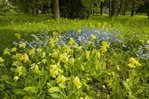Baltic Prints: Masses of cowslips with Wood forget-me-not in flowery woodland clearing, Saarema, Estonia