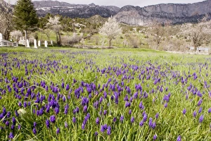 Montane Collection: Masses of a grape hyacinth, Muscari neglectum = M. atlanticum in a cemetry near Ibradi