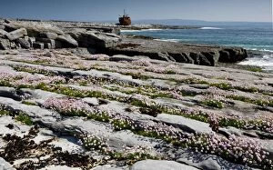 Images Dated 22nd May 2010: Masses of thrift growing in lines on limestone pavement on Inisheer with the wreck of the Plassey