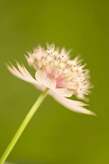 Masterwort Flower