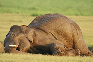 Images Dated 10th June 2008: Masth Indian / Asian Elephant taking mud bath