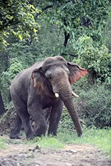 Masth Indian / Asian Elephant walking in a threatening way, Corbett National Park, India
