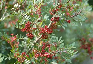 Mastic Tree