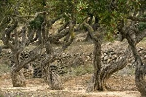 Images Dated 1st April 2012: Mastic Trees