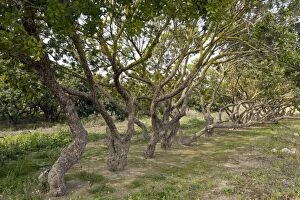 Images Dated 1st April 2012: Mastic Trees