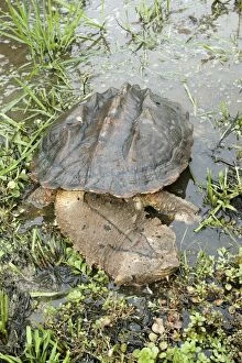 Mata Mata / Matamata Turtle