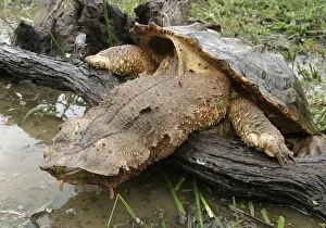 Mata Mata / Matamata Turtle - climbing onto log