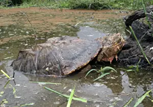 Mata Mata / Matamata Turtle - emerging from water. Venezuela