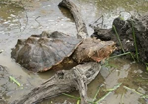 Mata Mata / Matamata Turtle - emerging from water onto log