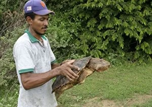 Mata Mata / Matamata Turtle - being held by man