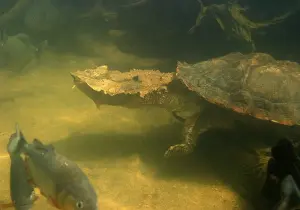 Mata Mata / Matamata Turtle - underwater. Venezuela