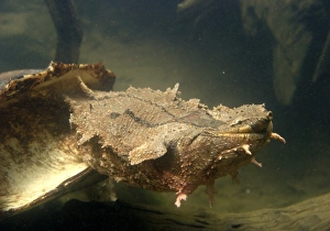 Images Dated 26th April 2004: Mata Mata / Matamata Turtle - underwater. Venezuela