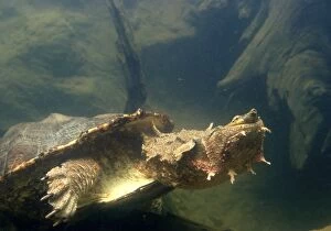 Images Dated 26th April 2004: Mata Mata / Matamata Turtle - underwater. Venezuela