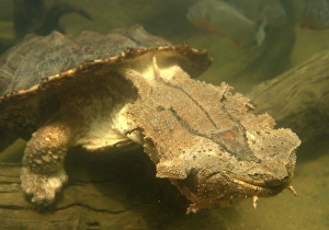 Images Dated 26th April 2004: Mata Mata / Matamata Turtle - underwater. Venezuela