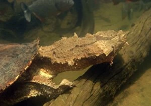 Images Dated 26th April 2004: Mata Mata / Matamata Turtle - underwater. Venezuela