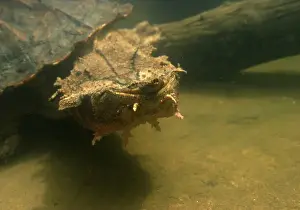 Mata Mata / Matamata Turtle Venezuela