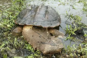 Mata Mata / Matamata Turtle. Venezuela