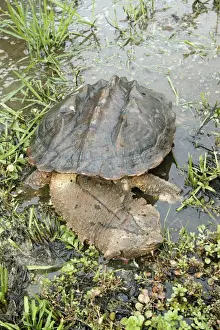 Mata Mata / Matamata Turtle. Venezuela