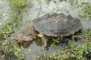 Emerging Prints: Mata Mata / Matamata Turtle. Venezuela