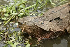 Mata Mata / Matamata Turtle. Venezuela