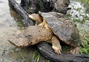 Mata Mata / Matamata Turtle. Venezuela